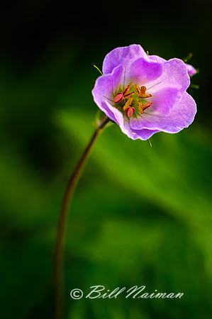 Spring Wildflower - unknown name