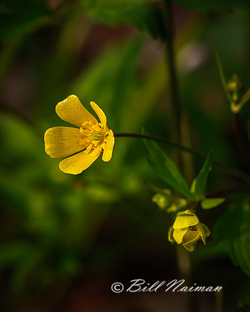 Buttercup