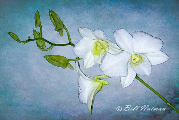 White Moth Orchid with Texture