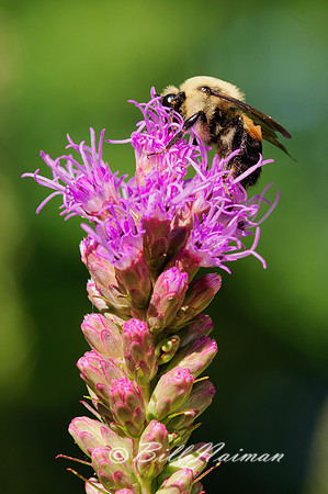Bee on Flower Buds