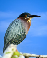 Green Heron-2025_05_02-6380