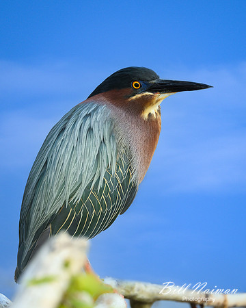 Green Heron-2025_05_02-6380