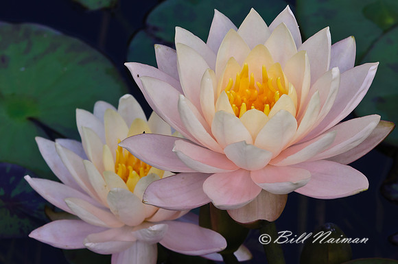 Water Lily - Nymphaea hybrid