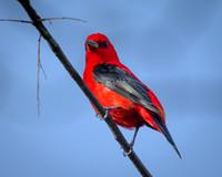 Other Migratory birds