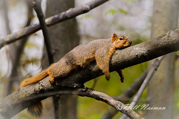 Squirrel Relaxing