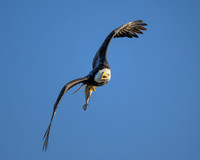 Bald Eagle With Fish-2025_01_09-7080