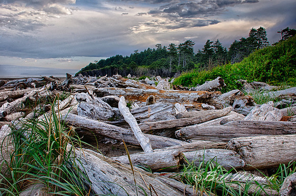 Ruby Beach - Driftwood