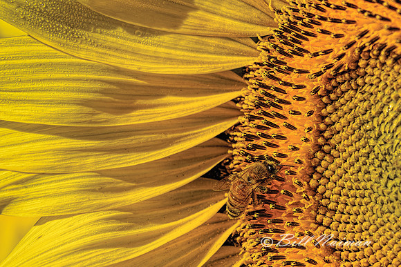 Sunflower With Bee
