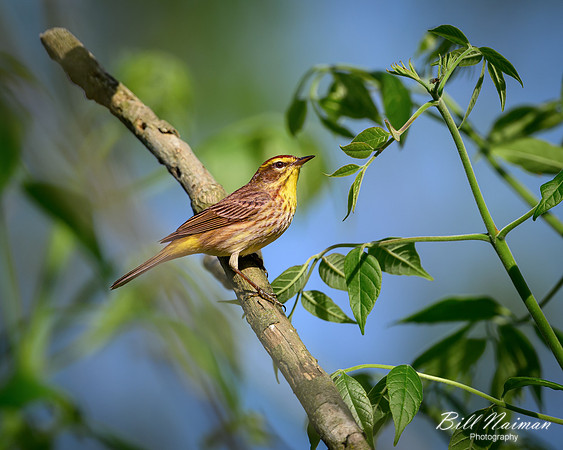 Palm Warbler 2024_05_08-6654
