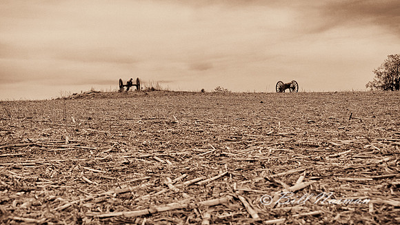 The Cornfield