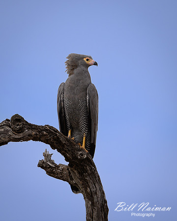 African Harrier Hawk-2025_06_28-0789