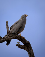 African Harrier Hawk-2025_06_28-0819