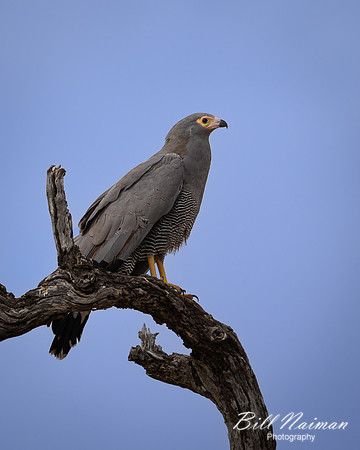 African Harrier Hawk-2025_06_28-0819