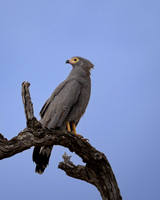 African Harrier Hawk-2025_06_28-0827