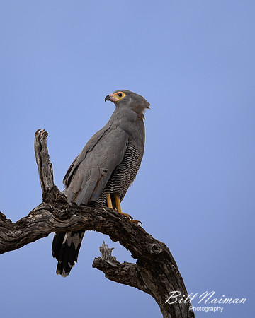 African Harrier Hawk-2025_06_28-0827
