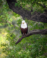 African Fish Eagle-2025_06_28-0779