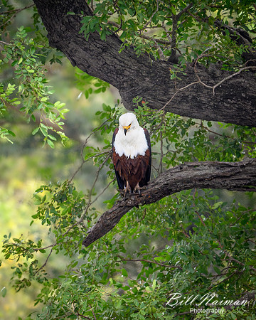 African Fish Eagle-2025_06_28-0779