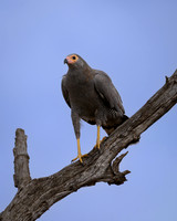 African Harrier Hawk-2025_06_28-0851