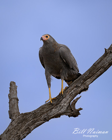 African Harrier Hawk-2025_06_28-0851