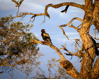 Bateleur eagle-2025_06_28-0996