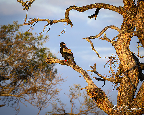 Bateleur eagle-2025_06_28-0996
