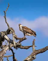 African Fish Eagle Juvenile-2025_06_27-9791