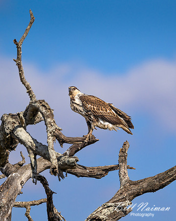 African Fish Eagle Juvenile-2025_06_27-9791