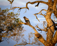 Bateleur eagle-2025_06_28-1000