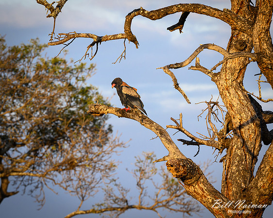 Bateleur eagle-2025_06_28-1000
