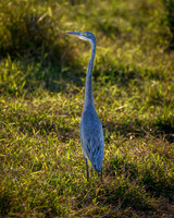Black-headed heron-2025_07_01-1828