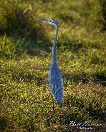 Black-headed heron-2025_07_01-1828