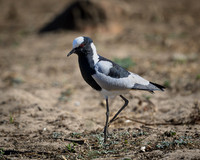 Blacksmith Lapwing-2025_06_26-9485