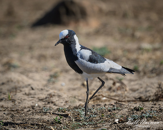 Blacksmith Lapwing-2025_06_26-9485