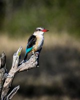 Brown-hooded Kingfisher-2025_07_06-2930