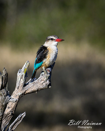Brown-hooded Kingfisher-2025_07_06-2930