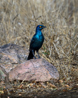 Cape Starling-2025_06_29-1270