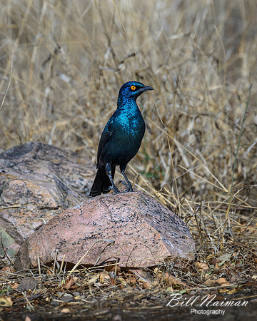 Cape Starling-2025_06_29-1270