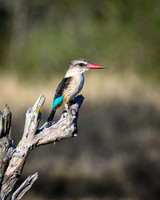 Brown-hooded Kingfisher-2025_07_06-2935