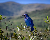 Cape Starling-2025_07_05-2475