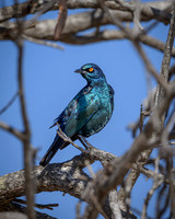 Cape Starling-2025_06_29-1711