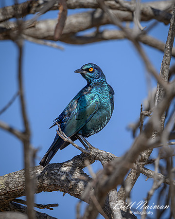 Cape Starling-2025_06_29-1711