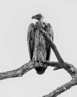 Hooded Vulture-2025_06_26-0031