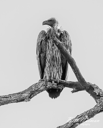 Hooded Vulture-2025_06_26-0031