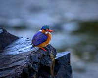 Half-collared Kingfisher-2025_07_05-2722