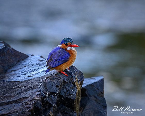 Half-collared Kingfisher-2025_07_05-2722