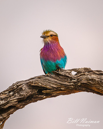 Lilac-breasted Roller-2025_06_28-0734
