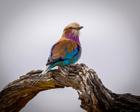 Lilac-breasted Roller-2025_06_28-0718