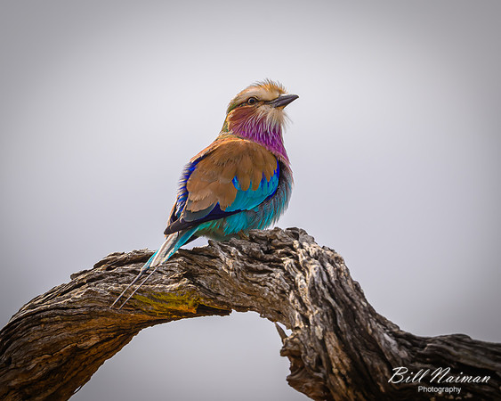 Lilac-breasted Roller-2025_06_28-0718