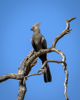 Go-away-bird-2025_06_29-1639