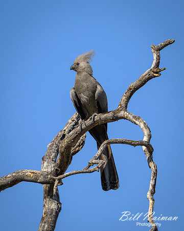 Go-away-bird-2025_06_29-1639